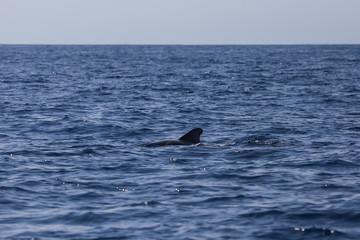 Obraz premium Calderón tropical, los Cristianos, Tenerife