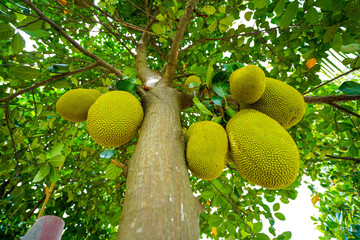 Jack Fruit
