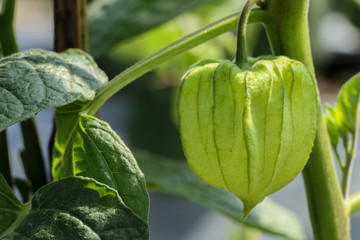 Cape Gooseberry at garden