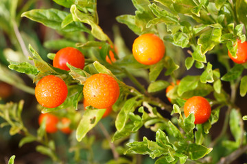 Obraz premium Plant de pommier d'amour avec ses fruits