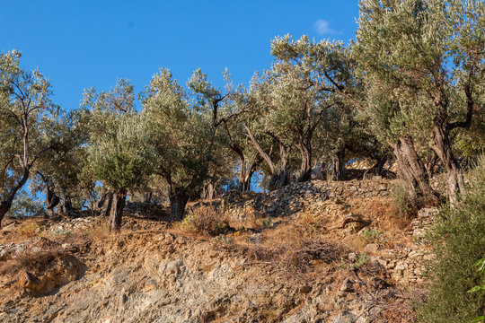  olve tree in mountains and a blue sky