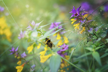 Flowering meadow in the forest and a bee on a flower