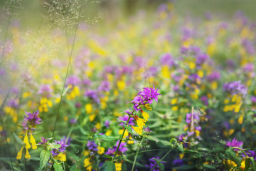 Blooming meadow in the forest