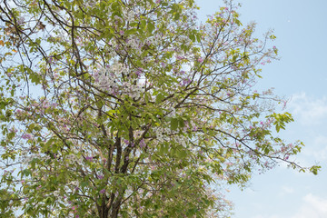 tree in spring