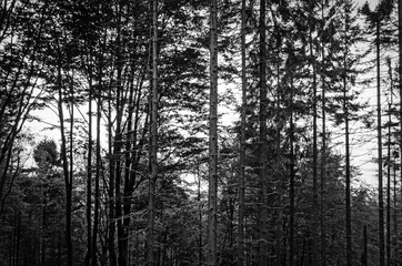 Fototapeta premium Forest in Fog