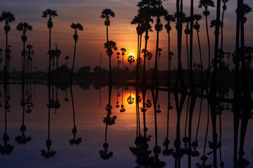 sunrise skyline and sugar palm tree with shadow mirror on water