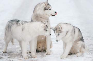 Outdoor winter portrait of ciberian husky dog family. Three  happy funny beautiful husky puppies sitting together on snowy road at nature. Cute arctic polar white dogs friendship.  Group of sweet pet