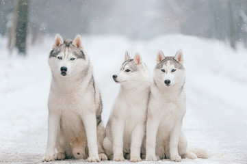 Obraz na płótnie Canvas Outdoor winter portrait of ciberian husky dog family. Three happy funny beautiful husky puppies sitting together on snowy road at nature. Cute arctic polar white dogs friendship. Group of sweet pet