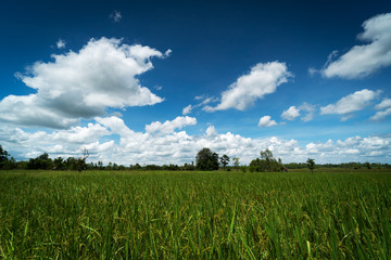 Reisfeld mit schönen Wolken