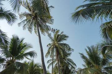 coconut trees on background of blue sky