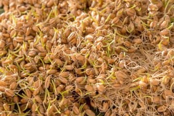 A heap of sprouted wheat, close-up, the theme of healthy food and raw food