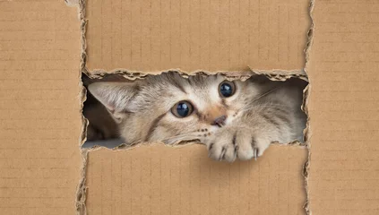 Poster Grappige kat die door een kartonnen gat kijkt © Andrey Kuzmin