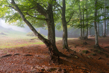 Sunlit beech forest