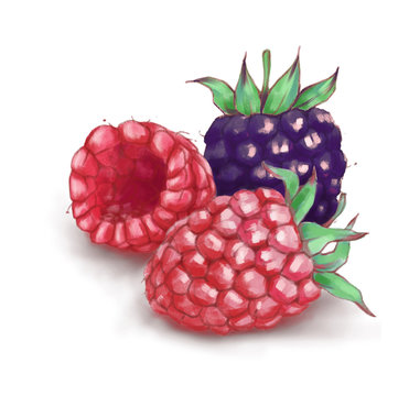 Hand drawn watercolor illustration of the food: ripe tasty blackberries and  raspberry isolated on the white background