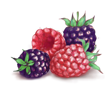 Hand drawn watercolor illustration of the food: ripe tasty blackberries and  raspberry isolated on the white background