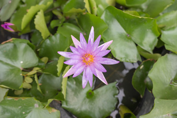 pink lotus bloom in the pond