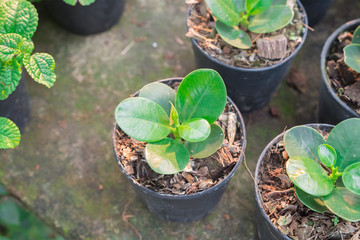 green plants in a pot, little plants are growing up