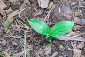 the small seed is growing up