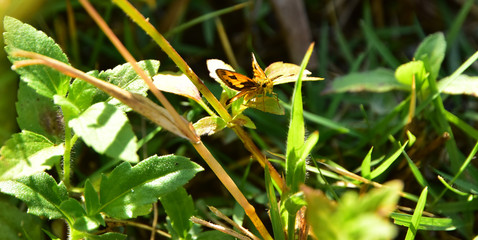 Beautiful Brown Small Grass Skipper Butterfly