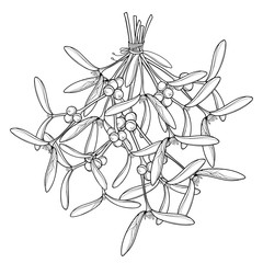 Vector bunch with outline hanging Mistletoe branch in black isolated on white background. Leaves, berry and branch of Mistletoe in contour style for Christmas winter design or coloring book.