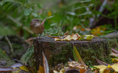 Wren songbird in forest