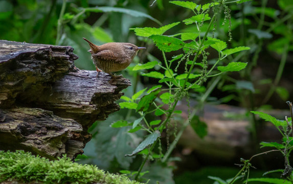 Wren songbird in forest