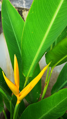 Close up the Beautiful Golden Torch Heliconia Flower with green leaf