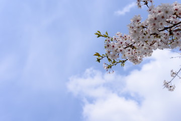 Obraz premium 벚꽃