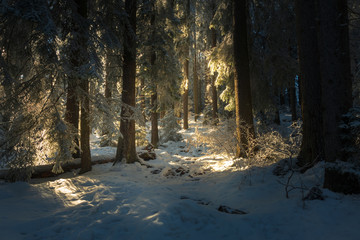 Fairy tale winter background. Dreamy forest during winter morning