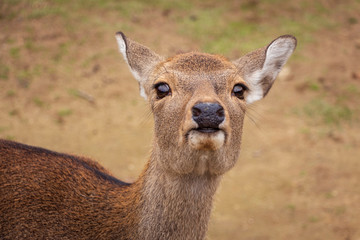 Close up portrait of a deer at Nara Deer Park, Japan