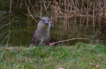 European Fish Otter Lutra Lutra