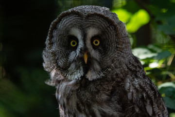 Wide Eyed Owl Portrait