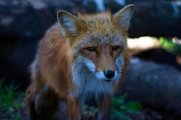 Sad Looking Red Fox in the Forest