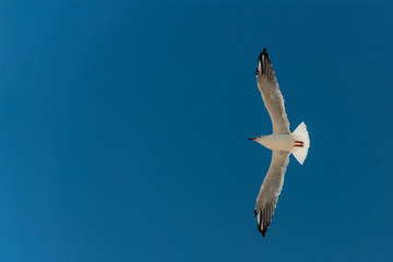 A beautiful and beautiful seagull flies high against a blue sky with open wings.
