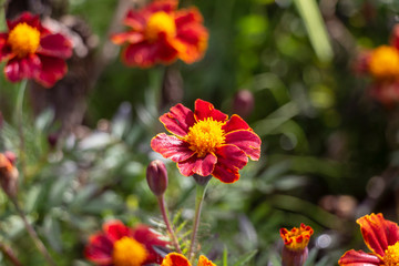 Blooming marigold flowers with vividly crimson petals and bright yellow pollen 