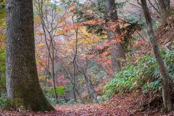 A beautiful autumn scene along a mountain road in rural Japan