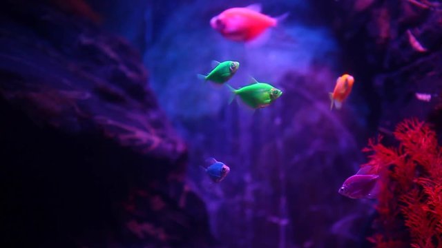 fresh water aquarium fish hd footage 