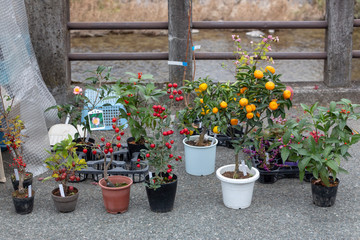 A variety of fruit tree saplings are placed on sale at a morning market in Japan
