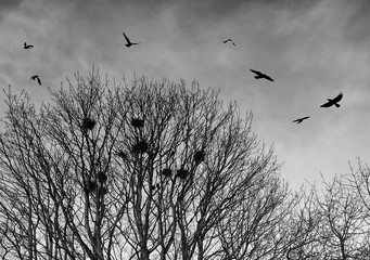 black crows in silhouette flying over bare winter trees at twilight before roosting for the night