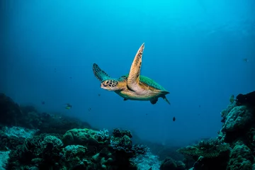  Green turtle cruising in blue water © Aaron