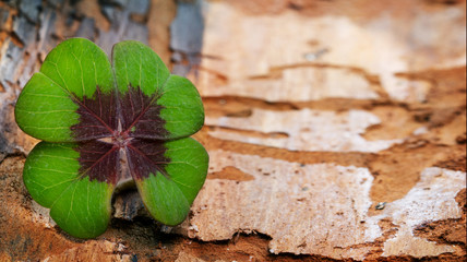 Four-leaf clover on bark with copy space