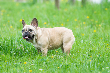 French bulldog on a grassy field