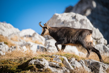 Chamois Mouflon