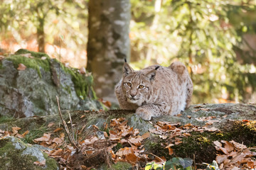 Luchs