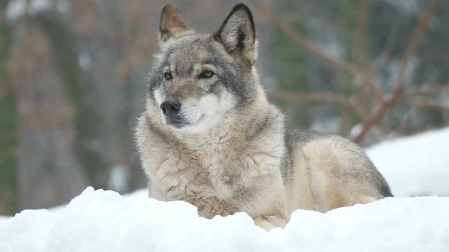 gray wolf resting in the snow