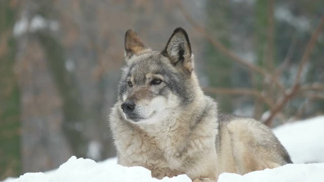 Gray wolf. Winter portrait. The predator lies in the snow