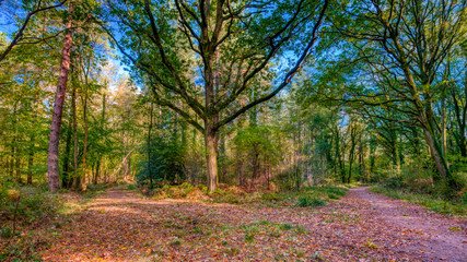 Woodleand path in autumn with fallen leaves and colourful trees, Hundred Acre Woods, Hampshire, UK