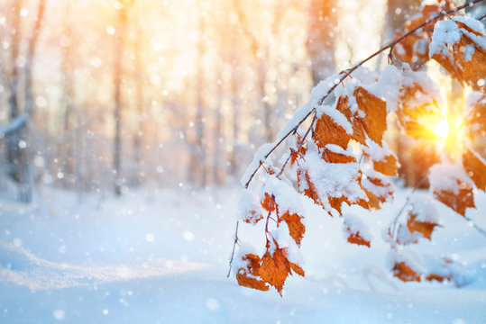 Winter scene in the forest. Branch of birch with yellow leaves covered with snow