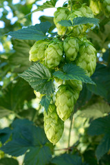 Detail of hop cones in the hop field before harvest