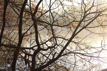 Tranquil Autumn Lake Early Morning in the Woods
